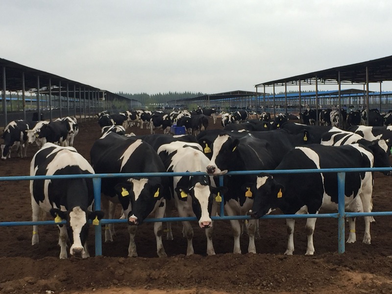 ���w��ɳĮ�ｨ�O����ţ����