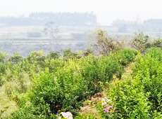 �������ܵ��l(xi��ng)�����ǰ���ӷ��s����������ؚ�F����С����ͨ�^���������(y��u)���Ľ�(j��ng)�����䣬��׃��ؚ�F��ò������̽۴��S�գ���ɵ��r(n��ng)��@�����S������롭