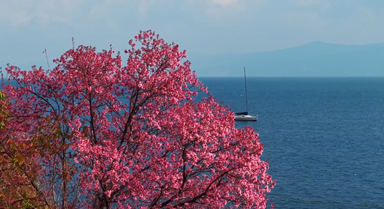 云南撫仙湖畔下起粉色櫻花“雪”