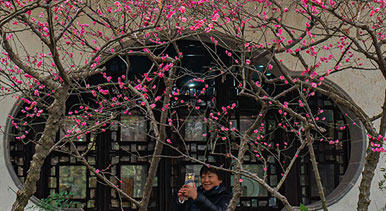 上海：曲水園賞梅